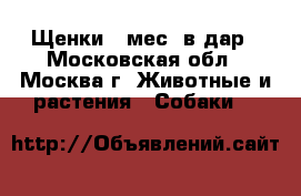 Щенки 3 мес. в дар - Московская обл., Москва г. Животные и растения » Собаки   